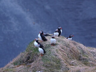Island Dyrh&oacute;laey