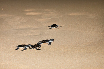 baby sea turtle goes to the water, towards ocean