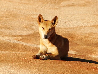 Dingo laying in the red sand of the Australian desert