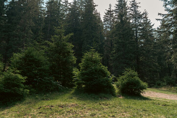 A peaceful clearing in the forest, where young evergreen trees stand together under the soft light of a sunny day. The surrounding tall pines add depth and contrast to the scene.