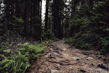 A Winding Forest Trail Full of Roots and Rocks
