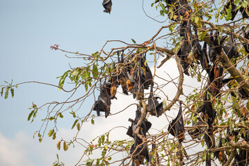 close-up hanging Mariana fruit bat (Pteropus mariannus)