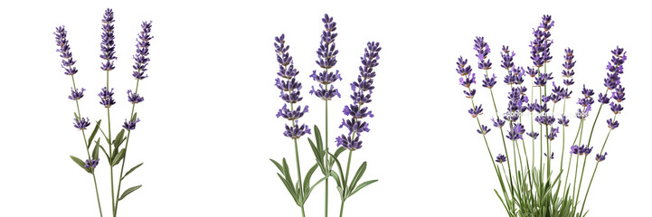 Obraz premium Set of a lavender flowers, isolated on a transparent background.