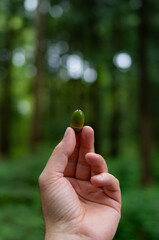 Caucasian male hand holding an acorn between fingers. Close up shot, shallow depth of field, outdoor forest background