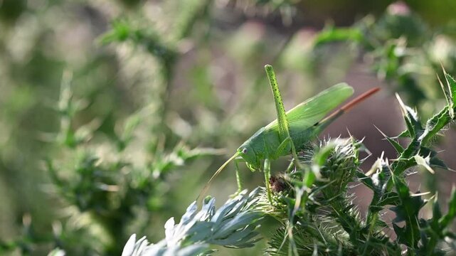 Vibrant grasshopper feeding on a thistle plant in a lush meadow. Close-up captures detailed movement and behavior in a green environment