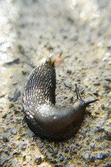 Babosa negra en suelo de hormigón