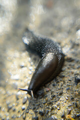 Babosa negra en suelo de hormigón