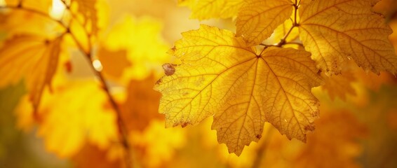 Fall Foliage in Golden Light