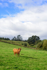Vacas marrones en ladera de Asturias