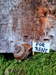 For rent © Marek