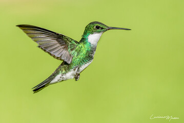 Fototapeta premium picaflor