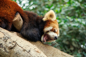 Red panda yawns while lying on a tree
