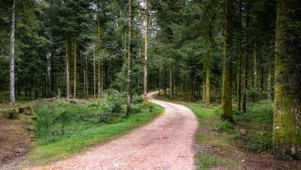 Chemin forestier dans les Vosges serpentant au milieu des arbres de la forêt