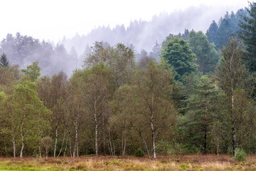 Forêt d'automne au milieu des brumes matinales dans la forêt des Vosges