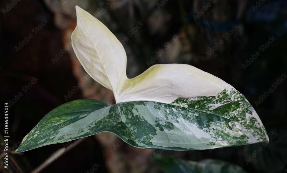 Wall mural Closeup of a beautiful cream and green variegated leaf of Syngonium Aurea, a popular houseplant