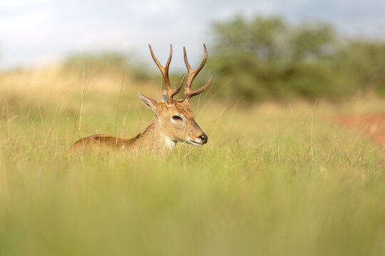 venado de las pampas