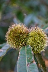 chestnuts on a tree