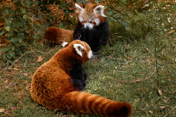 Two red panda cubs