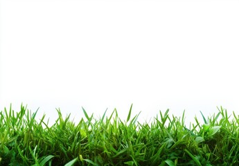 Obraz premium Green Grass Border.
