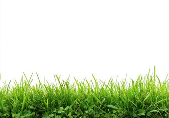 Obraz premium Green Grass Border.