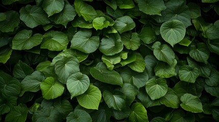 Fototapeta premium A dense cluster of rich green leaves fills the frame, illuminated by gentle natural light that highlights their texture and shape, providing an inviting backdrop for design elements