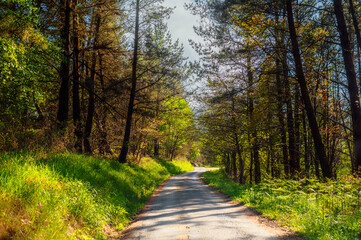 Obraz premium rural road running through a forest