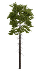 Pinus ponderosa is a very large pine tree species of variable habitat native to mountainous regions of western North America. 3d illustration. Isolated for compostion on a transparent background.