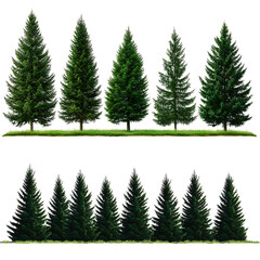 Obraz premium Pine trees set isolated on white background 