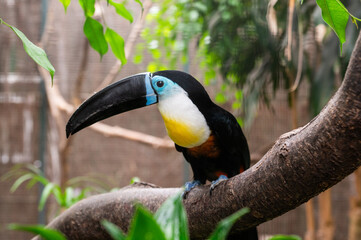 Toucan with large black beak perched on a tree branch surrounded by green foliage