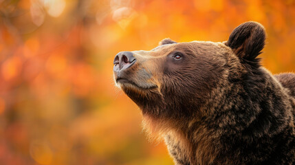 Fototapeta premium Bear's Autumn Scent, a close-up of a bear's face immersed in the scents of fall, capturing the essence of seasonal change and the wildlife's connection to nature.
