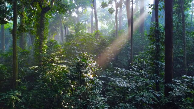 Tropical forest or rainforest. Walk through dense forests as the sun peeks through the trees in summer. Its rays illuminate the green forest. Cifor, IPB University Bogor Research Forest, Indonesia.