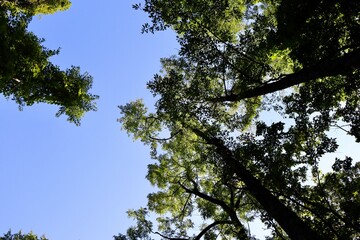The tall trees in the forest with a blue sky background.