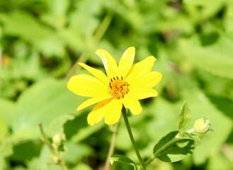 Obraz premium A close view of the bright yellow wildflower in the field.