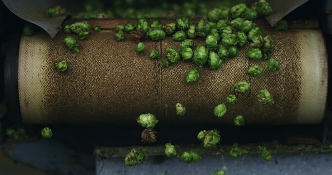 Super slow motion close up of at moment harvested biologic raw hop flowers used for high quality beer production falling on transport line for quality control in ecological craft brewery at 1000 fps.