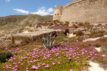 Spring at the San Ramon castle, Cabo de Gata Nijar Natural Park, Almeria Province, Andalusia, Spain