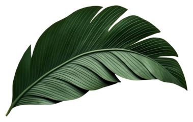 PNG Plant leaf nature growth.