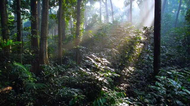 Tropical forest or rainforest. Walk through dense forests as the sun peeks through the trees in summer. Sunlight morning in the green forest. Cifor, IPB University Bogor Research Forest, Indonesia.