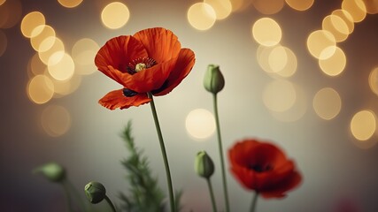 poppies in the morning in the sunshine