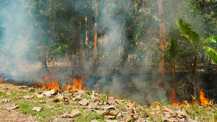 fire on the edge of the forest