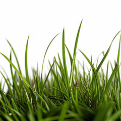 grass on white backgrownd