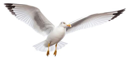Obraz premium PNG Seagull flying animal white bird.