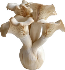 Fototapeta premium Fresh oyster mushrooms