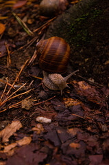 Schnecke im Wald im Herbst