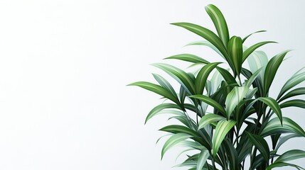 Fototapeta premium Lush Green Plant Against White Background