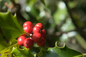 A close-up view of a holly tree, also known as Ilex aquifolium, English holly, common holly, or Christmas holly, showcasing its iconic leaves.