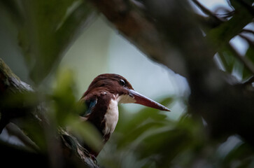 Kingfisher 