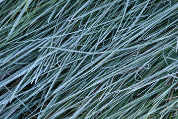 Obraz premium GROUND FROST - Cold frost on green grass