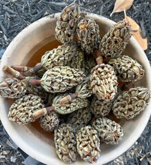 Magnolia seed pods