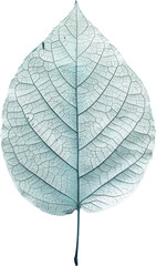 Obraz premium Delicate leaf veins
