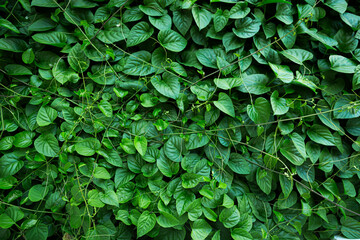 Dense vertical garden with various green plants and foliage, lush and vibrant living wall, outdoor setting.